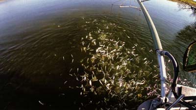 Large School of adult Threadfin shad. Providing Largemouth bass with 24-hour access to all you can eat.