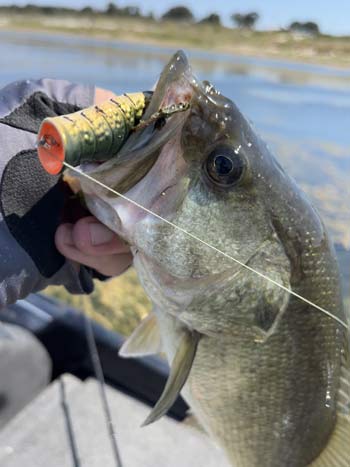 What is the Best Way to Fish for Bass in May? | The Ultimate Bass Fishing  Resource Guide LLC