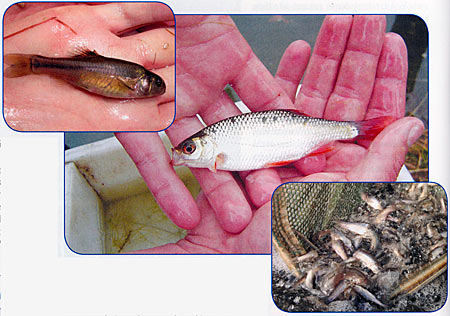 Minnow Types: Your Guide to Catching Minnow
