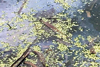 Duckweed indicates elevated nutrients dissolved in the water.