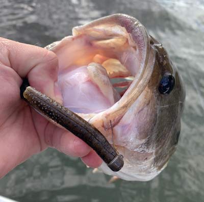 A Ned Rig will work all year long, but it can be one of the best things you can use during the post-spawn.