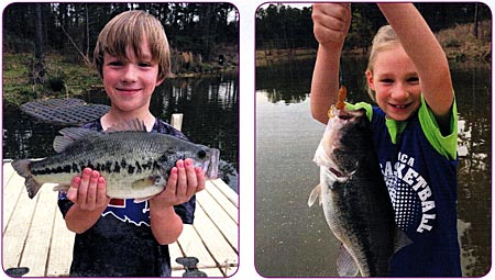Left: Stocking feed-trained Largemouth bass created an immediate, catchable fishery. Right: Feed-trained northern strain fish this size will spawn with existing Florida s, creating that famous F1 intergrade cross.