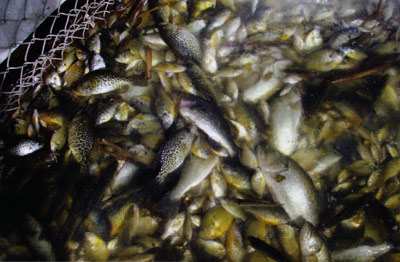 Winterkill has become a "fact of life" in northern ponds. I challenge you to question that fact and change it. Manage water, amend it, and fix it during warm months to minimize risks.