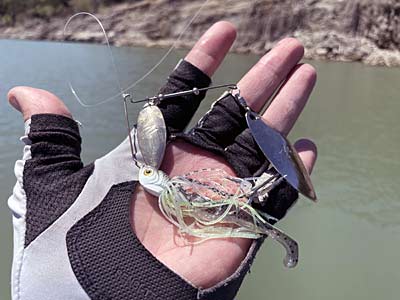 The spinnerbait excels anytime the bass are feeding on shad.