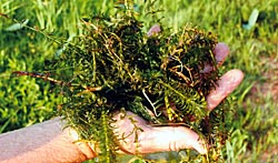 Single species, such as hydrilla, can overwhelm an aquatic system.
