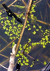 Knowing the species, and how it lives, should influence your decisions. This duckweed looks harmless, but it reproduces every 48 hours in warm water. In a few short weeks, this plant becomes exponential and can completely overtake a pond.