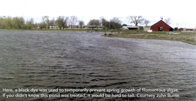 Here, a black dye was used to temporarily prevent spring growth of filamentous algae. If you didn't know this pond was treated, it would be hard to tell. Courtesy John Burns