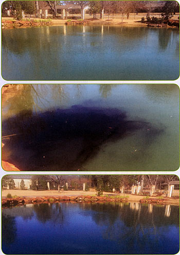 Top: This pond had a reasonable plankton bloom on it, prior to treatment. Middle: The objective here is to darken the water for esthetics, to prevent algae just prior to spring. Since this pond had a green tint, the applicator mixed blue and black dye to get the effect. Bottom: A few minutes after applying the dye.