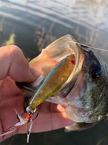 Poppers are great for fishing around shallow cover and do a great job of drawing in bass.