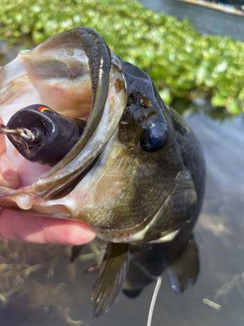 Popping frogs are great for fishing around scattered grass and an excellent choice for July bass fishing.
