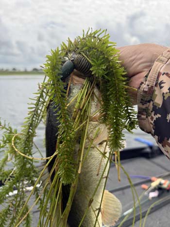 In the heat of the summer months, sometimes you have to get into the thickest grass available to find where the bass are hiding.