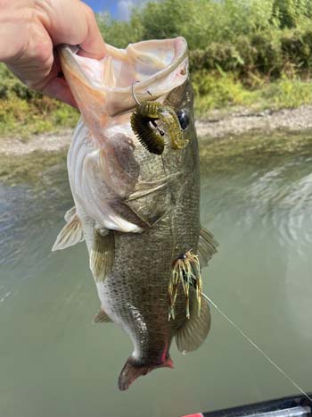 Punching a big weight and soft plastic into thick matted grass can lead to big bass and very fun fishing.