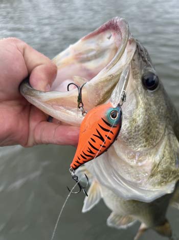 It's hard to beat a red crankbait this time of year. They are great tools for fishing around rocky cover.