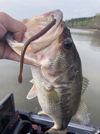 Soft plastic baits are made for summer, and it’s hard to beat a straight-tailed finesse worm for a drop-shot rig.