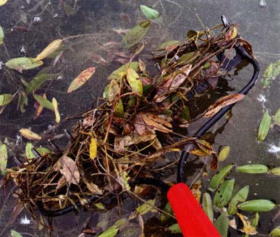 This American Pondweed is a healthy pond plant, like an underwater forest.