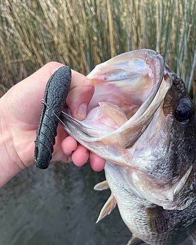 Baits like the Deps Cover Scat are strange looking, but they work.