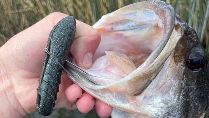 5 New Bass Fishing Techniques You Need To Try