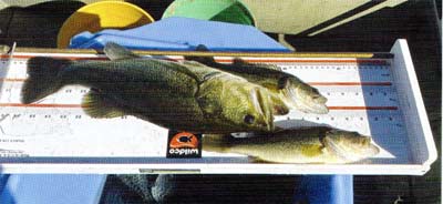 Two of these fish are seriously underweight, but that biggest bass is making an honest living in this lake.