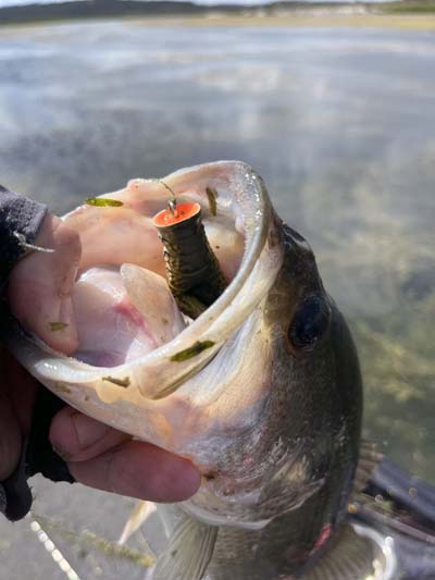 Popping frogs like this are great for fishing around scattered vegetation and casting to any openings you find within the grass. They perfectly imitate a small bluegill popping and appeal to bass that are eating actual frogs.