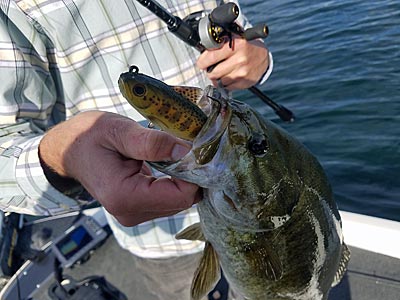 While mainly used for flipping and pitching, a 7’6” heavy rod doubles as a swimbait rod for small to medium swimbaits.