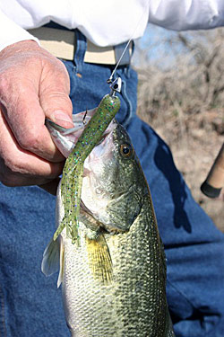 Tube baits are great for shallow winter bass.