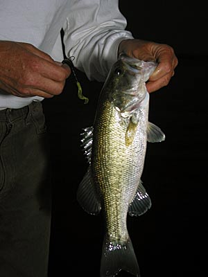 Fishing from shore at night is lots of fun and often very productive, since the bass come up to eat at night when it’s not so busy on the water.