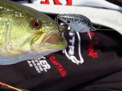 A shad colored crankbait is a basic every bass angler should have.