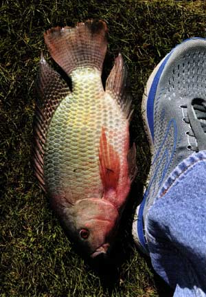 We add a few tilapia each year to help the ecology. Good table fare in fall, when they become sluggish.