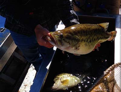 Largemouth Bass with a great Relative Weight (Wr).