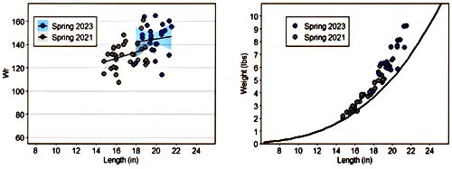 Left: Largemouth Bass Length vs. Wr, 2021 vs. 2023. Right: Largemouth Bass Length vs. Weight 2021 vs 2023 with a 110 Wr line.