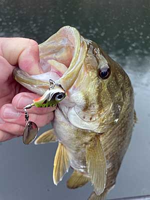 Fishing a Tail Spinner  The Ultimate Bass Fishing Resource Guide® LLC