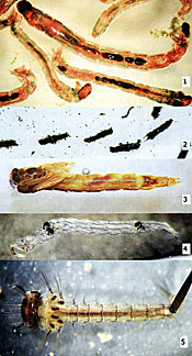 Some examples of fly larvae that are often abundant and important fingerling fish foods in ponds. 1) Midge larvae, 2) cases or shelters of midges, 3) midge pupae, 4) phantom midge, 5) mosquito larva.