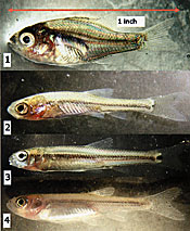 Several one-inch long forage fish that are beneficial in ponds for smallmouth. Note the body shape of the bluegill/sunfish is noticably wider and more difficult for a predator to swallow than the others. 1) Redear sunfish, 2) fathead minnow, 3) bluntnose minnow, 4) golden shiner