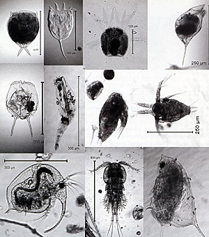 Examples of some common rotifers and smaller crustacean zooplankton that are the first foods eaten by smallmouth bass fry.