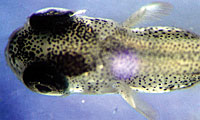 Top view of a smallmouth bass fry