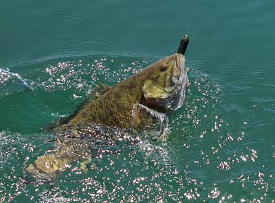 A tube bait is one of the most effective ways to target smallmouth bass, but they work just as well for largemouth and spotted bass.