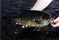 Smallmouth bass and the crappies, both black and white, spawn in the same time frame. These three species are nest builders.