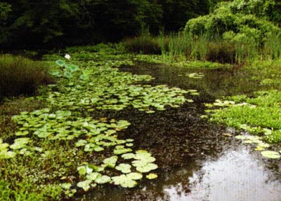 Ideal snakehead habitat is shallow and weedy.
