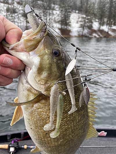 Even with snow on the ground, the bass will still bite an Alabama Rig.