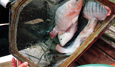 Tilapia can suppress other species reproduction, although scientists aren't necessarily totally confident as to how.