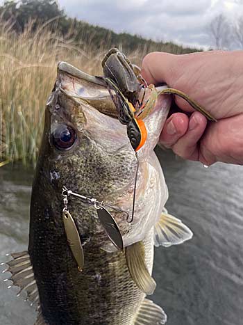 A healthy bass that ate a bluegill imitating spinnerbait with a swimbait trailer around shallow vegetation.