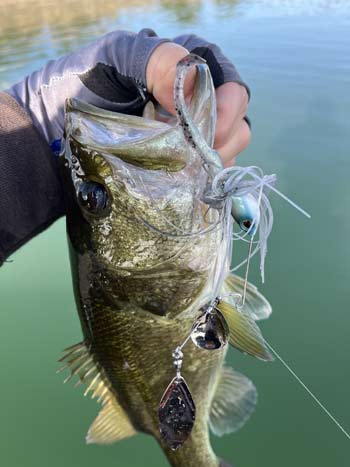A spinnerbait can be fished quickly so you can cover water and has enough flash to get a bass's attention. They are also relatively snag-resistant and can be bumped into logs and other cover to generate a reaction.