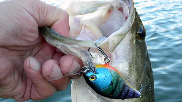 10 Tips for Bait Fishing – Tackle Tactics
