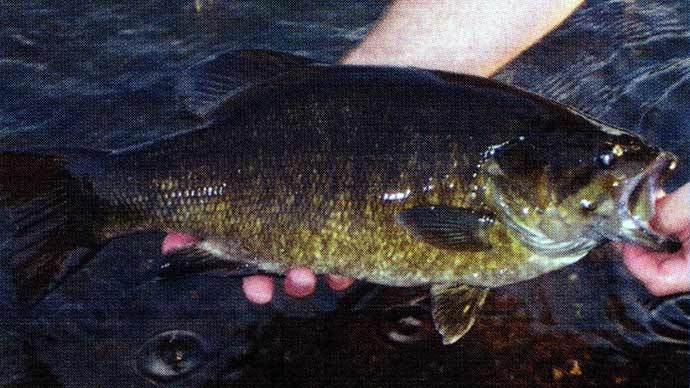 Springtime and Spawning  The Ultimate Bass Fishing Resource Guide