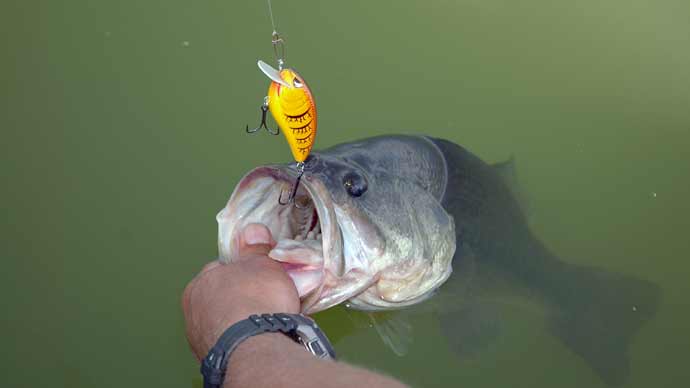 Early Season Square Bill Strategies  The Ultimate Bass Fishing Resource  Guide® LLC