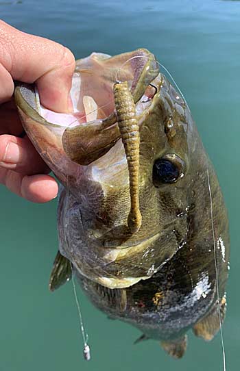 Switch it Up with Non-Traditional Drop-Shot Baits