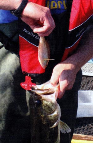 Gizzard shad were often identified as a food source.