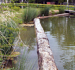 These logs were placed here to minimize wave action along this shore. But, they attract periphyton, which feeds small fish. Plus, there s a buffer between the logs and shoreline plants, protecting smallfish from larger predators. If those logs were perpendicular, their purpose as cover would be completely different. They would attract bass.