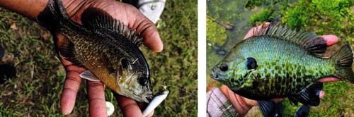 Left: Young green sunfish x bluegill hybrid (Photo credit: Joshua Turner) Right: Bluegill x redear sunfish hybrid (Photo credit: Scott Buss)