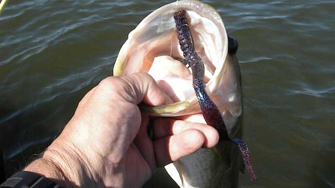 Swim Worms: What You Need To Know  The Ultimate Bass Fishing Resource  Guide® LLC